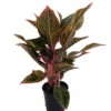 Siam Aurora Chinese Evergreen Plant - Aglaonema - Grows In Dim Light - 4" Pot -HIRTS Sales apipe6i6z 19780.1592323598