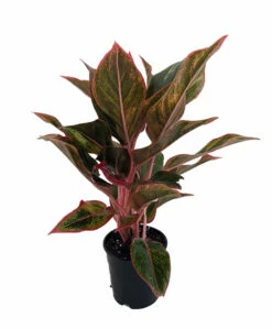 Siam Aurora Chinese Evergreen Plant - Aglaonema - Grows In Dim Light - 4" Pot