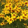 Sizzle & Spice Curry Up Coreopsis Perennial Plant - Live Plant - Gallon Pot -HIRTS Sales apipgnkdz 44300.1592323203