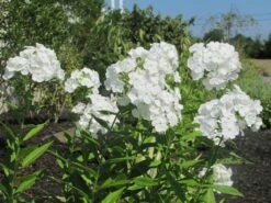 David Hardy Tall Phlox- White-Perennial Of The Year 2002- Live Plant- Gallon Pot -HIRTS Sales apipij7ph 50460.1592329803