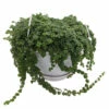 Baby Tears/Tiny Tears/Jobes Tears - Pilea Depressa - 6" Hanging Basket -HIRTS Sales apipjetmx 73866.1651686267