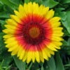 Mesa™ Bright Bicolor Blanket Flower - Gaillardia - Live Plant - Quart Pot -HIRTS Sales apipkjap0 28435.1592325946