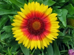 Mesa™ Bright Bicolor Blanket Flower - Gaillardia - Live Plant - Quart Pot