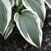 Fantabulous Hosta - Live Plant - Cream & Green - Quart Pot -HIRTS Sales apipn99lg 57976.1592325671