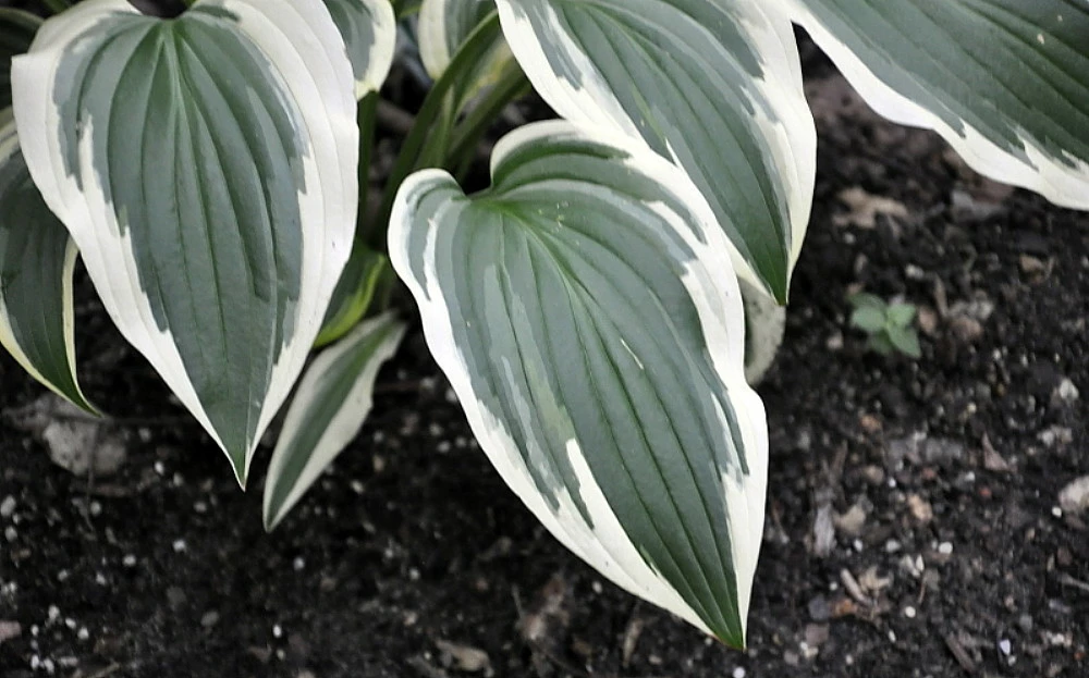 Fantabulous Hosta - Live Plant - Cream & Green - Quart Pot 3 Fantabulous Hosta - Live Plant - Cream & Green - Quart Pot