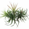 5 Live Airplants - Tillandsia - Bareroot - Terrarium/Fairy Garden/Houseplant -HIRTS Sales apipopmvq 64894.1592324569