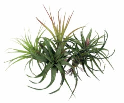5 Live Airplants - Tillandsia - Bareroot - Terrarium/Fairy Garden/Houseplant
