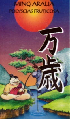 Stylized Thick Trunk Japanese Ming Tree - Polyscias Fruticosa - Indoor - 6" Pot -HIRTS Sales apippypas 46629.1592330381