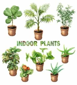 Hirt's Boxed Botany - 12 Month House Plant Subscription