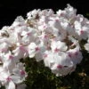 Amazing Grace Creeping Phlox Perennial - Quart Pot -HIRTS Sales apiprtyrk 65375.1592325679