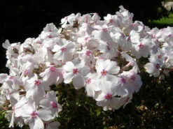 Amazing Grace Creeping Phlox Perennial - Quart Pot