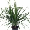 Madagascar Dragon Tree - Dracaena Marginata - 6" Pot - Easy To Grow House Plant -HIRTS Sales apipsnfod 03253.1592332113