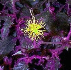 Purple Passion Plant - 4" Mini Hanging Basket - EROTIC - Gynura -HIRTS Sales apipwoacs 58239.1592317260