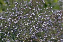 Blue Cloud Calamint - Mountain Mint - Live Plant - Quart Pot