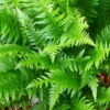 Japanese Beech Hardy Fern - Thelypteris Decursive-pinnata - Quart Pot 1 Japanese Beech Hardy Fern - Thelypteris Decursive-pinnata - Quart Pot -HIRTS Sales apipxal8t 14247.1592324618