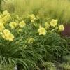 Rainbow Rhythm® Going Bananas Daylily - Hemerocallis-Gallon Pot - Proven Winners -HIRTS Sales apiq468ce 77438.1592329412