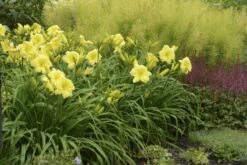 Rainbow Rhythm® Going Bananas Daylily - Hemerocallis-Gallon Pot - Proven Winners