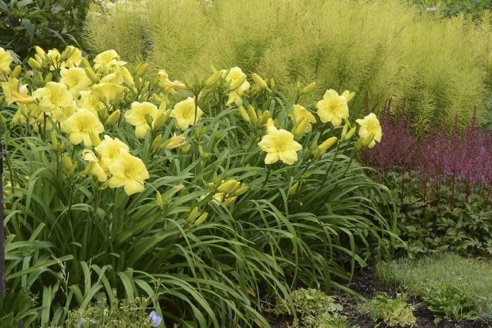Rainbow Rhythm® Going Bananas Daylily - Hemerocallis-Gallon Pot - Proven Winners 3 Rainbow Rhythm® Going Bananas Daylily - Hemerocallis-Gallon Pot - Proven Winners