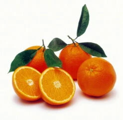 Valencia Orange Tree - Indoors/Out -8" Pot-NO SHIPPING TO TX, FL, AZ, CA, LA, HI -HIRTS Sales apiq9w1wn 44435.1592325077