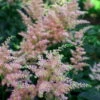 Peach Blossom Astilbe - Warm Peachy Pink - Live Plant - Quart Pot -HIRTS Sales apiqakgwl 80157.1592325743