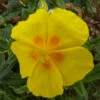 Ben Fhada Sun Rose - Helianthemum - Quart Pot - New! -HIRTS Sales apiqbfe8j 51811.1592325943