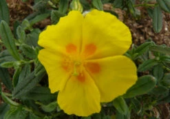 Ben Fhada Sun Rose - Helianthemum - Quart Pot - New!
