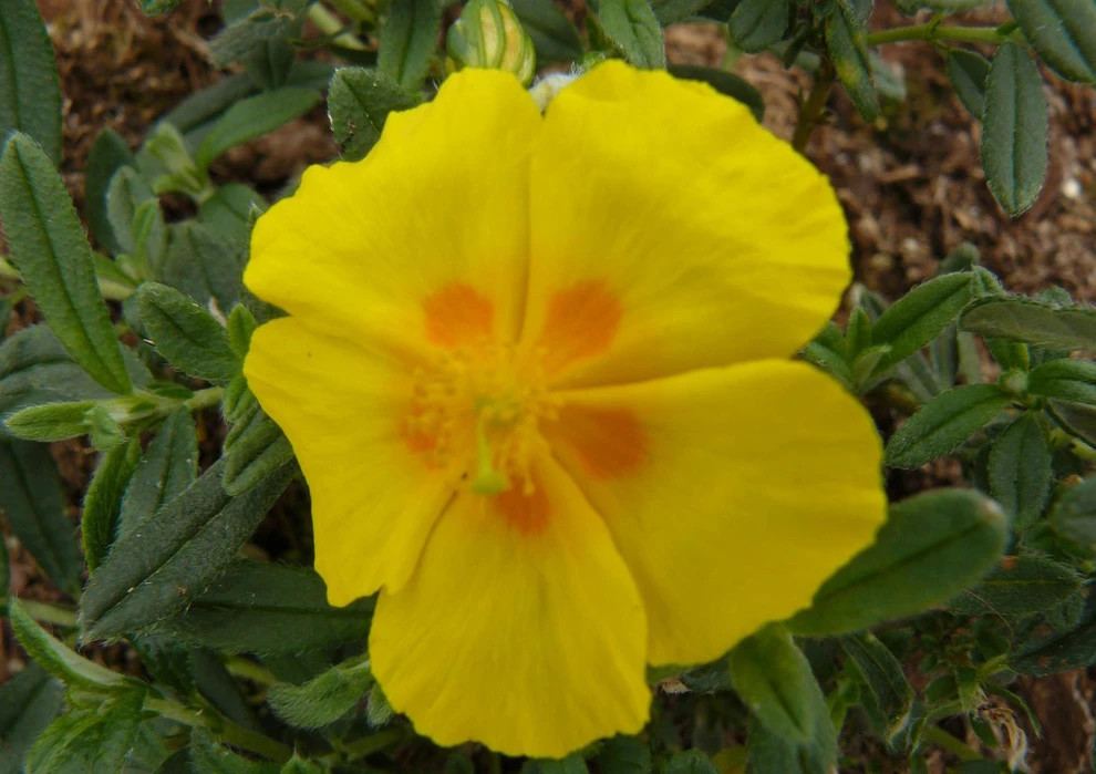 Ben Fhada Sun Rose - Helianthemum - Quart Pot - New! 3 Ben Fhada Sun Rose - Helianthemum - Quart Pot - New!