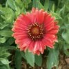 Arizona Red Shades Blanket Flower Perennial- Gaillardia - Live Plant - Quart Pot 2 Arizona Red Shades Blanket Flower Perennial- Gaillardia - Live Plant - Quart Pot -HIRTS Sales apiqg5aie 52095.1592324075