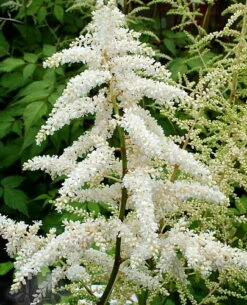 Deutschland False Spirea - Astilbe Chinensis - Very Hardy! - Quart Pot 7 Deutschland False Spirea - Astilbe Chinensis - Very Hardy! - Quart Pot -HIRTS Sales apiqgmnxd 59191.1592325751