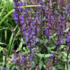 Caramia Salvia Perennial - Long Bloomer - Quart Pot -HIRTS Sales apiqjdv12 86001.1592324418