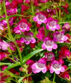 Red Rocks Bearded Tongue Perennial - Penstemon - Live Plant - Quart Pot -HIRTS Sales apiqmfx55 54849.1592325910