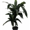 Janet Craig Dragon Tree Form - Dracaena Fragrans - 6" Pot - Easy To Grow 2 Janet Craig Dragon Tree Form - Dracaena Fragrans - 6" Pot - Easy To Grow -HIRTS Sales apiqowtwl 58184.1592330916