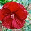 Cherry Brandy Giant Hibiscus Rose Mallow Perennial - Huge Flowers - Gallon Pot -HIRTS Sales apiqsdjdq 95174.1592330410