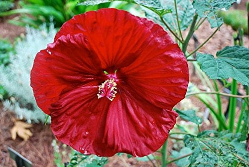 Cherry Brandy Giant Hibiscus Rose Mallow Perennial - Huge Flowers - Gallon Pot 3 Cherry Brandy Giant Hibiscus Rose Mallow Perennial - Huge Flowers - Gallon Pot