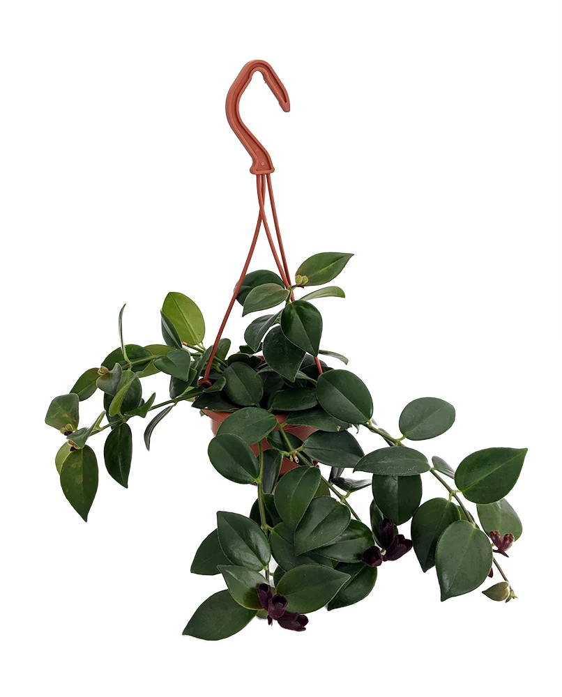 Lipstick Plant - Mini 4" Hanging Pot - Aeschynanthus - Easy To Grow House Plant 3 Lipstick Plant - Mini 4" Hanging Pot - Aeschynanthus - Easy To Grow House Plant