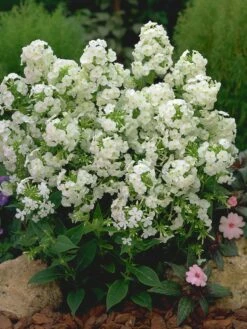 David Hardy Tall Phlox- White-Perennial Of The Year 2002- Live Plant- Gallon Pot -HIRTS Sales apiqyypq9 91768.1592329803