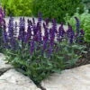 New Dimension Blue Meadow Sage - Salvia - Quart Pot -HIRTS Sales apircjcgn 46679.1592324079
