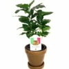Arabica Coffee Bean Plant - 4" Pot With Glazed Ceramic Pot & Saucer -HIRTS Sales apirepbc9 98897.1592328175