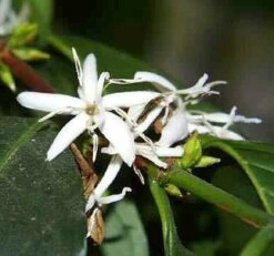 Arabica Coffee Bean Plant - 4" Pot With Glazed Ceramic Pot & Saucer -HIRTS Sales apirj389s 96569.1592328175
