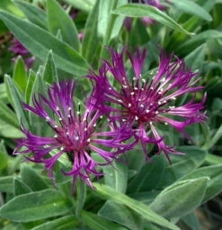 Amethyst Dream Mountain Bluet - Centaurea Montana - Quart Pot -HIRTS Sales apirkuh0h 58282.1592323241