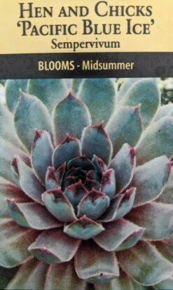 Pacific Blue Ice Hens & Chicks - Sempervivum - Very Hardy - Live Plant - Quart Pot -HIRTS Sales apirnk4so 51902.1592327055