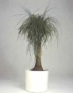 Guatemalan Red Ponytail Palm - Stump - Beaucarnea - 4" Pot - Collector's Series -HIRTS Sales apiro651n 13196.1592325587