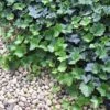 Thorndale English Ivy 48 Plants - Hardy Groundcover - 1 3/4" Pots -HIRTS Sales apirozweh 67131.1592326090