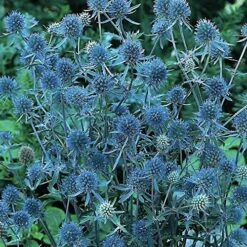 Blue Hobbit Sea Holly Perennial - Eryngium - Live Plant - Quart Pot -HIRTS Sales apirsgsx5 83491.1592325726
