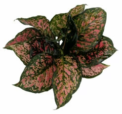 Red Valentine Chinese Evergreen Plant - Aglaonema - Grows In Dim Light - 6" Pot 5 Red Valentine Chinese Evergreen Plant - Aglaonema - Grows In Dim Light - 6" Pot -HIRTS Sales apis1p9bq 39453.1647895821