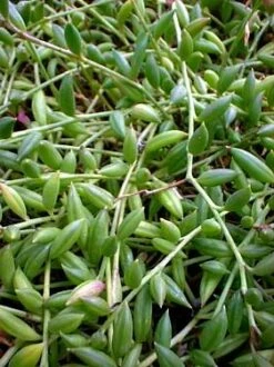 Football Plant - Senecio Radicans - 6" Hanging Basket - Succulent 9 Football Plant - Senecio Radicans - 6" Hanging Basket - Succulent -HIRTS Sales apis2jsdt 58980.1592329728