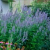 Blue Fortune Hummingbird Mint- Agastache- Anise Hyssop- Live Plant - Gallon Pot