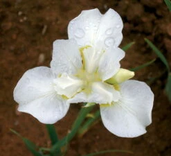 White Swirl Siberian Iris - Ivory White With A Touch Of Gold - Quart Pot