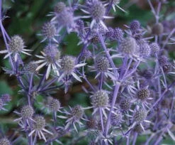 Blue Glitter Sea Holly Perennial - Eryngium - Live Plant - Quart Pot -HIRTS Sales apisffdp0 73225.1592323723