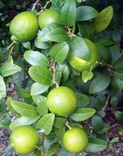 Persian Lime Tree - Fruit Bearing Size -6" Pot-NO SHIP To TX, FL, AZ, CA, LA, HI -HIRTS Sales apishbk5p 61069.1592323062